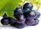 Dunkler purpurroter Ribes Nigrum L Auszug der schwarzen Johannisbeere für alterndes AntiCAS 84082-34-8 fournisseur