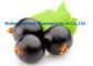 Dunkler purpurroter Ribes Nigrum L Auszug der schwarzen Johannisbeere für alterndes AntiCAS 84082-34-8 fournisseur
