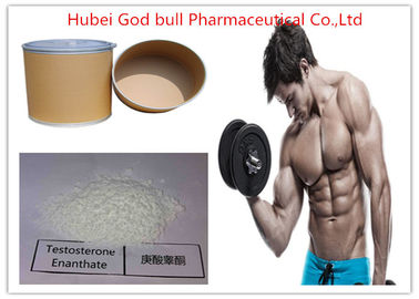 China Muskel-Massentestosteron-anaboles Steroid, Testosteron CASs 315-37-7 rohes Enanthate-Steroid fournisseur