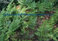 Rhizoma Drynariae Kräuterbräunliches Gelb des auszug-Pulver-1-1-38 für die Freigabe-Schmerz fournisseur